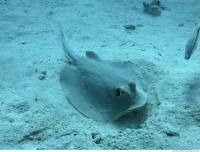 red sea bluespotted ribbontail ray Taeniura lymma 2